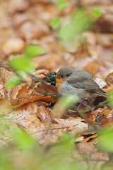 European Robin (Erithacus rubecula)
