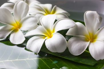 flower plumeria with green leaf floated on water in feeling of spa relaxation