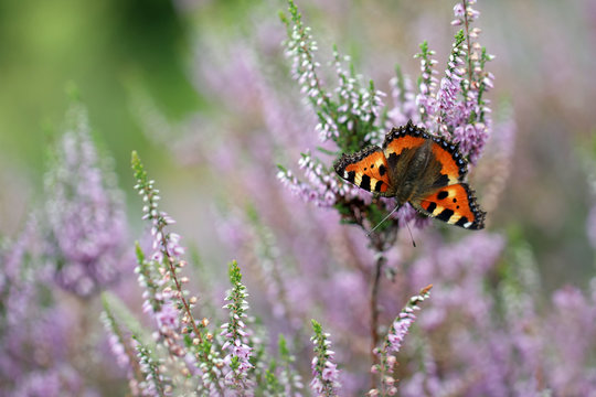 Calluna vulgaris known as Common Heather, ling, or simply heather with butterfly Small Tortoiseshell