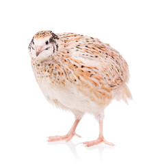 Cute quail