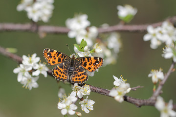 White flowers blooming on branch with butterfly - Map butterfly - Araschnia levana