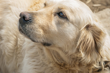 Head shot of Golden Retriever