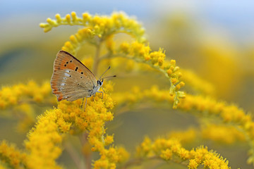 Blooming goldenrod plant on blue sky background 