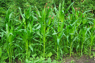  Growing organic corn, maize in the garden.