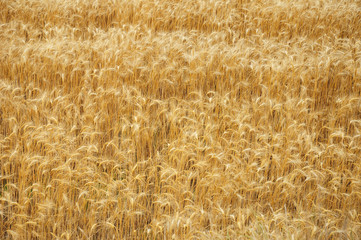 Wheat background 