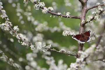Obraz premium Camberwell Beauty (Nymphalis antiopa) in spring after hibernation. Butterfly is also called the Mourning Cloak. 