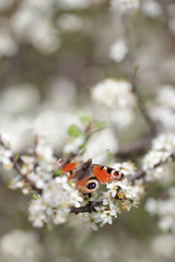 peacock butterfly Inachis io 