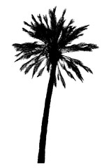 Obraz premium silhouette of palm trees realistic vector illustration