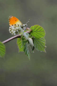a male orange tip butterfly anthocharis cardamines