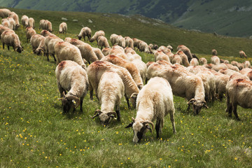 Sheep flock on the mountain