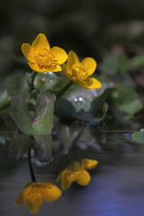 Caltha palustris - Kingcup or Marsh Marigold