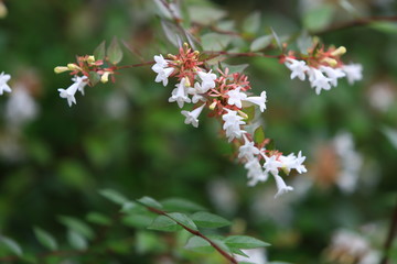 Abelia, small white flowers that bloom in summer.