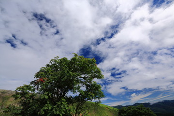 夏の高原