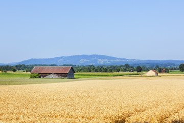 Fototapeta premium countryside