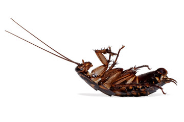 Cockroach