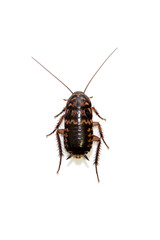 Cockroach