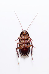 Cockroach