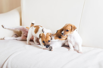 Dog family playing on a white sofa