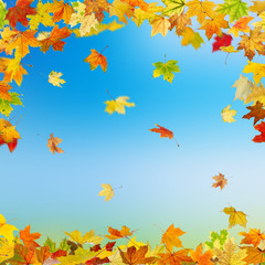 Fototapeta na wymiar Falling autumn maple leaves on natural background.