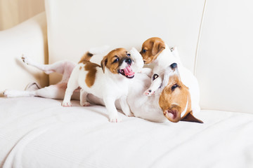Dog family playing on a white sofa