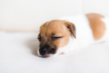 Cute puppy sleeping close up 