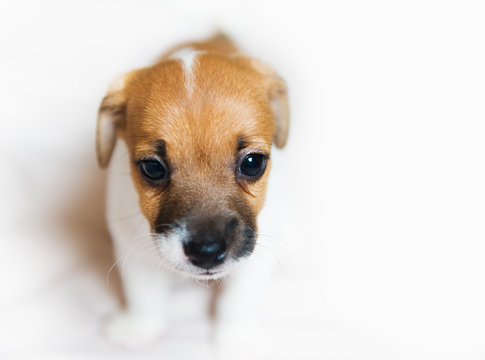 Cute puppy close up 