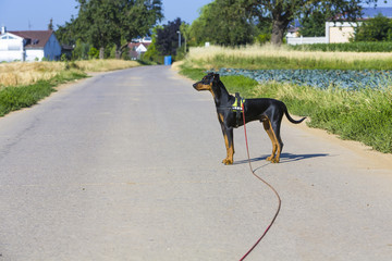 Pinscher