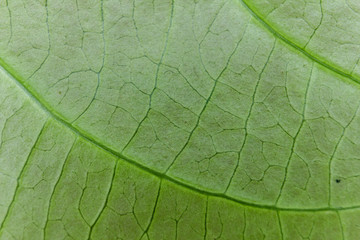 Fresh green leaf
