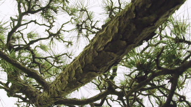 Dynamic moving shot underneath a Japanese pine tree (matsu)
