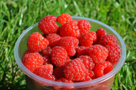  		
fresh raspberries in a large glass on a background of green grass