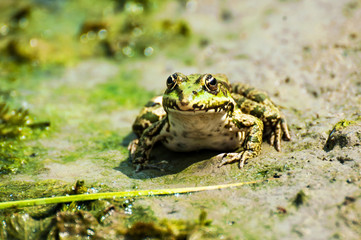Green frog on the sand