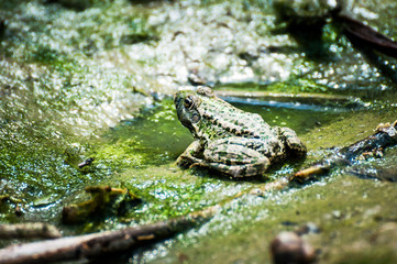 Green frog near the swamp