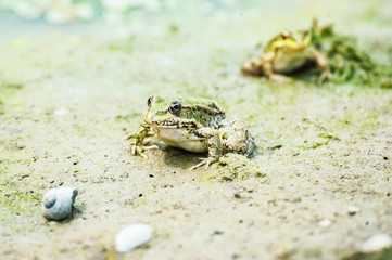 Two frogs on the sand