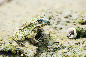 Green frog on the sand