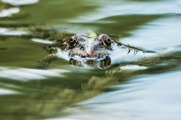 Swiming frog