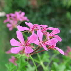 pink Pelargonien