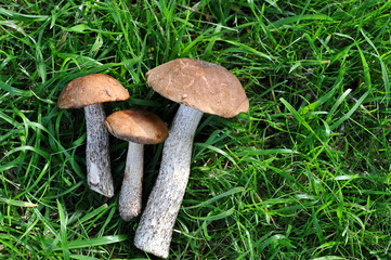 fresh mushrooms on a background of green grass