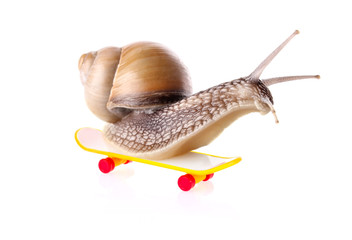 Garden snail on skateboard. Isolated on white background