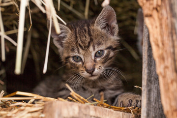 little kitten in the barn