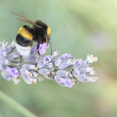 bombo su fiore di lavanda