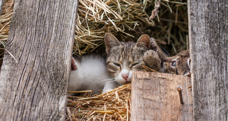 little kitten in the barn © mariusz szczygieł