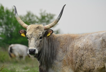 Cow with horns