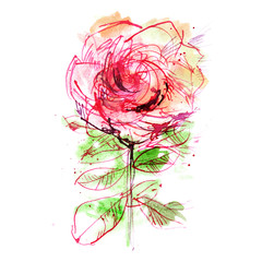 pink rose on white background, watercolor sketch