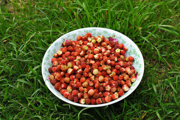 a bowl of fresh wild strawberries on a background of green grass
