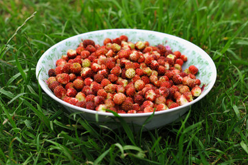 a bowl of fresh wild strawberries on a background of green grass
