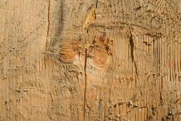 Срез дерева © Karulin Vsevolod