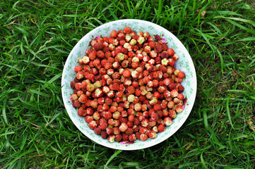 a bowl of fresh wild strawberries on a background of green grass