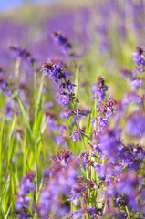 Fototapeta premium Violet flowers on field