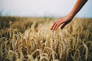 Woman hand on wheatfield