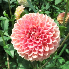 デイジー　flower